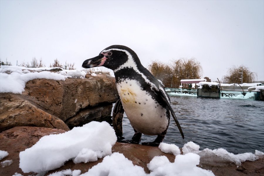 Eskişehir Hayvanat Bahçesi'nin Ev Sahipleri Karın Keyfini Çıkarıyor