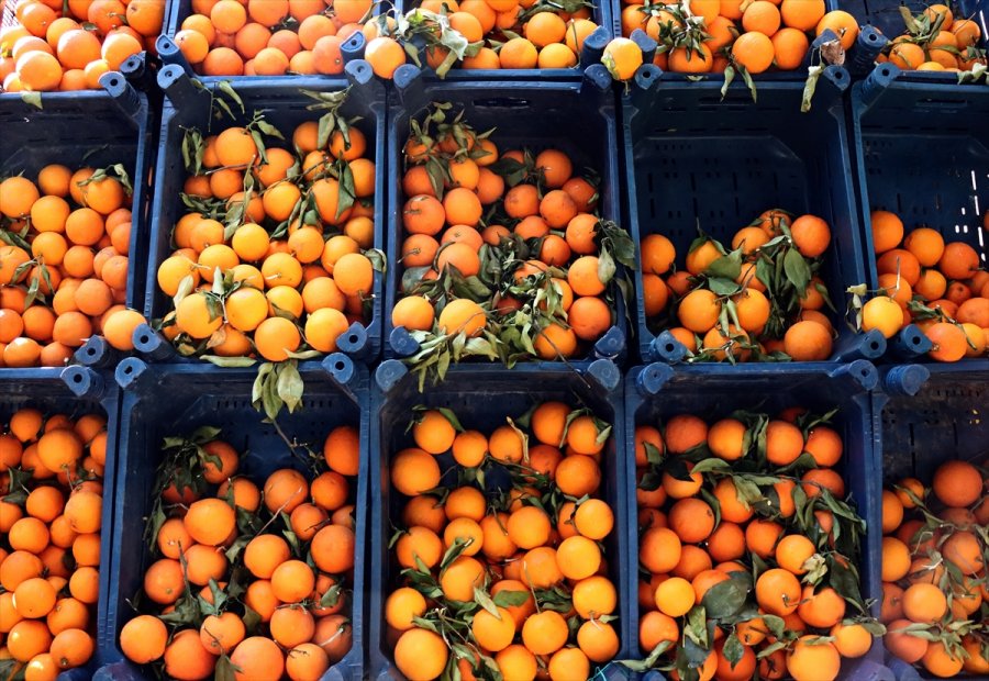 Yaş Meyve Sebzede 2020'nin İhracat Şampiyonu Mersin Oldu