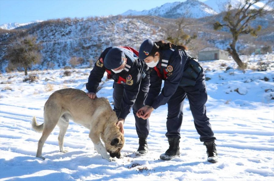 Aksaray'da Jandarma Yaban Hayvanlarını Unutmadı