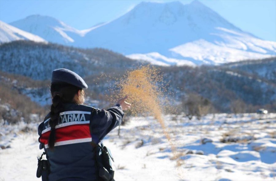Aksaray'da Jandarma Yaban Hayvanlarını Unutmadı