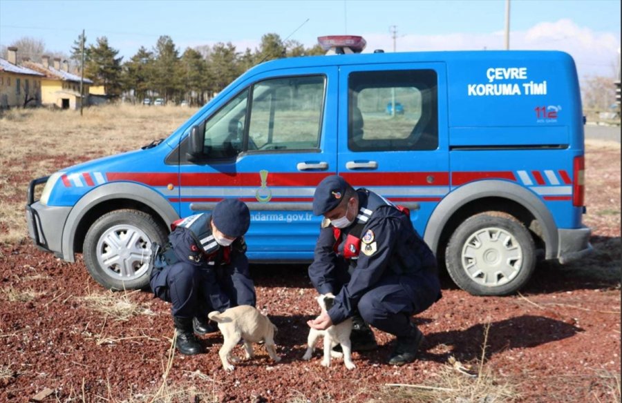 Aksaray'da Jandarma Yaban Hayvanlarını Unutmadı