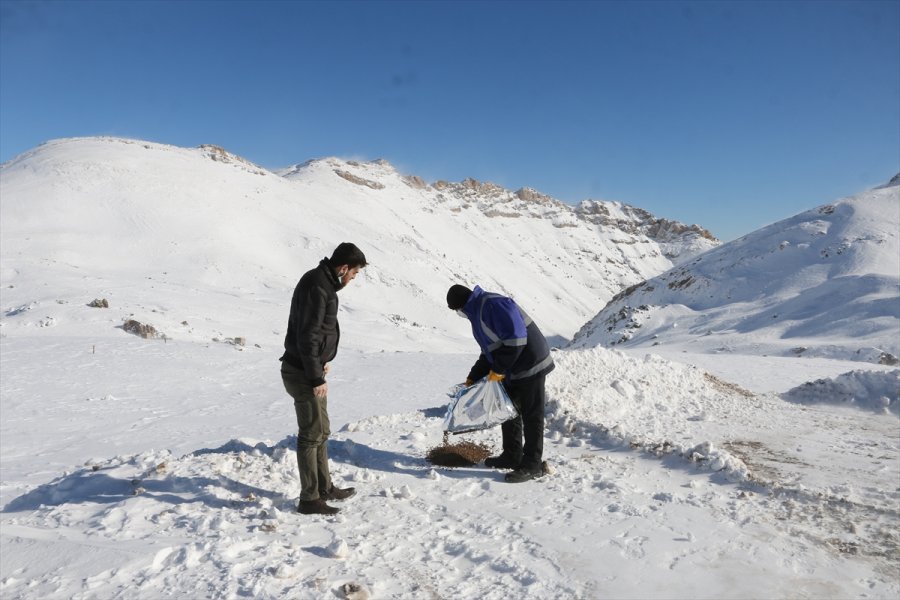 Aladağlar Milli Parkı'nda Yaban Hayvanlarına Yem