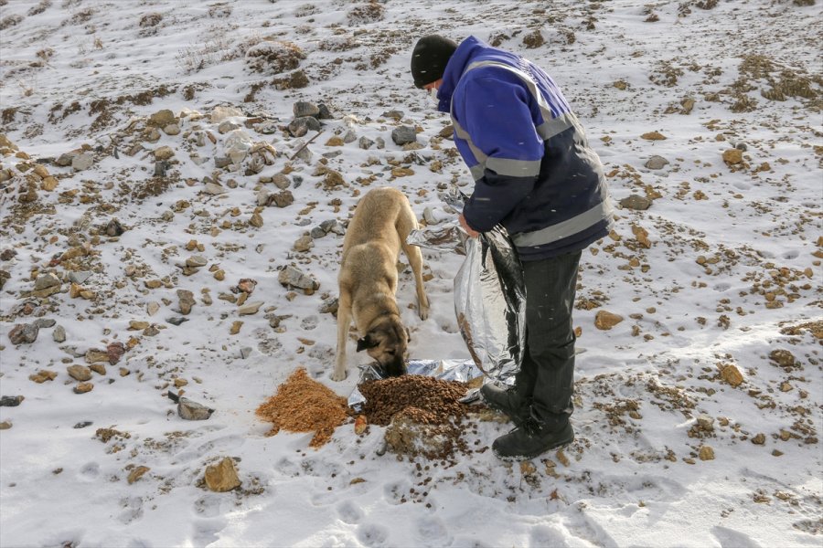 Aladağlar Milli Parkı'nda Yaban Hayvanlarına Yem