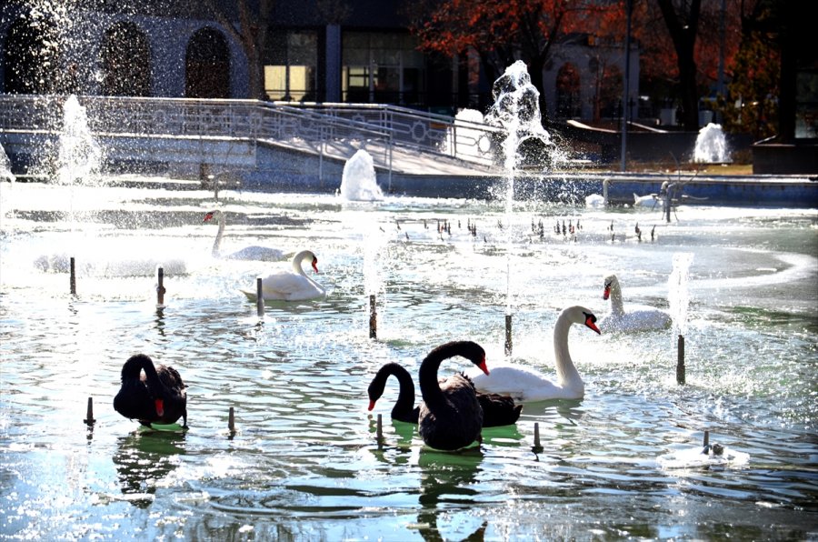 Konya'da Kuğular Buz Tutan Havuzda Güzel Görüntüler Oluşturdu