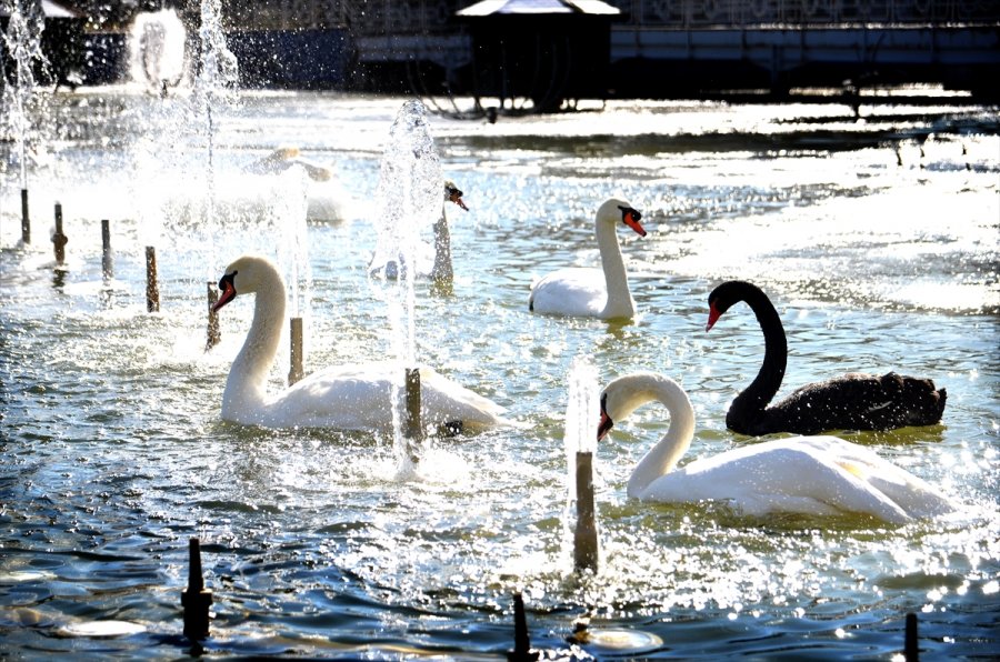 Konya'da Kuğular Buz Tutan Havuzda Güzel Görüntüler Oluşturdu
