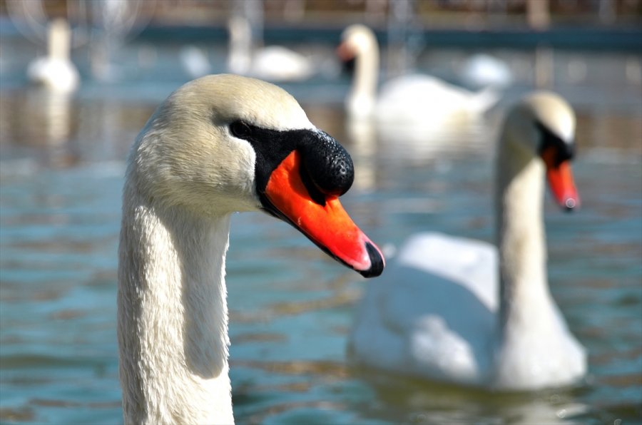 Konya'da Kuğular Buz Tutan Havuzda Güzel Görüntüler Oluşturdu