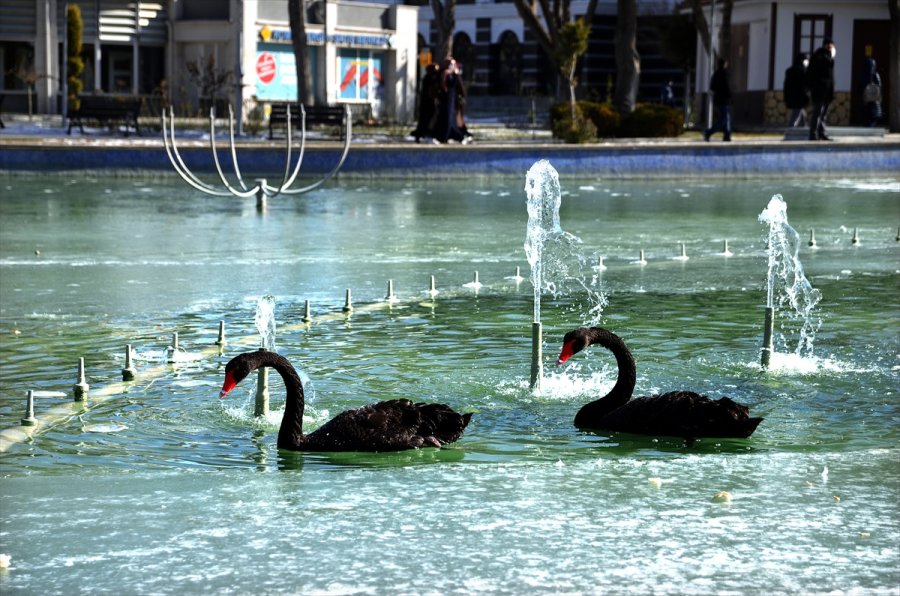 Konya'da Kuğular Buz Tutan Havuzda Güzel Görüntüler Oluşturdu