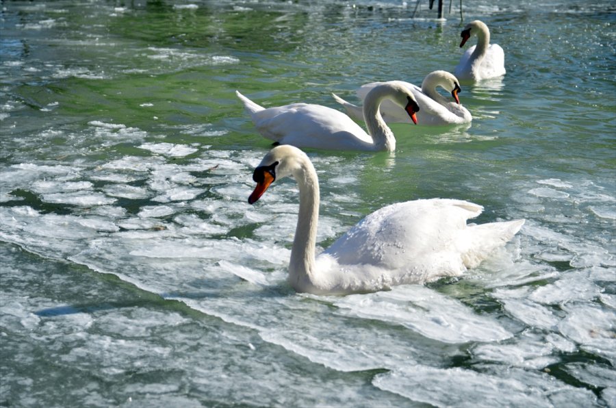 Konya'da Kuğular Buz Tutan Havuzda Güzel Görüntüler Oluşturdu