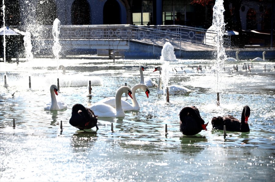 Konya'da Kuğular Buz Tutan Havuzda Güzel Görüntüler Oluşturdu