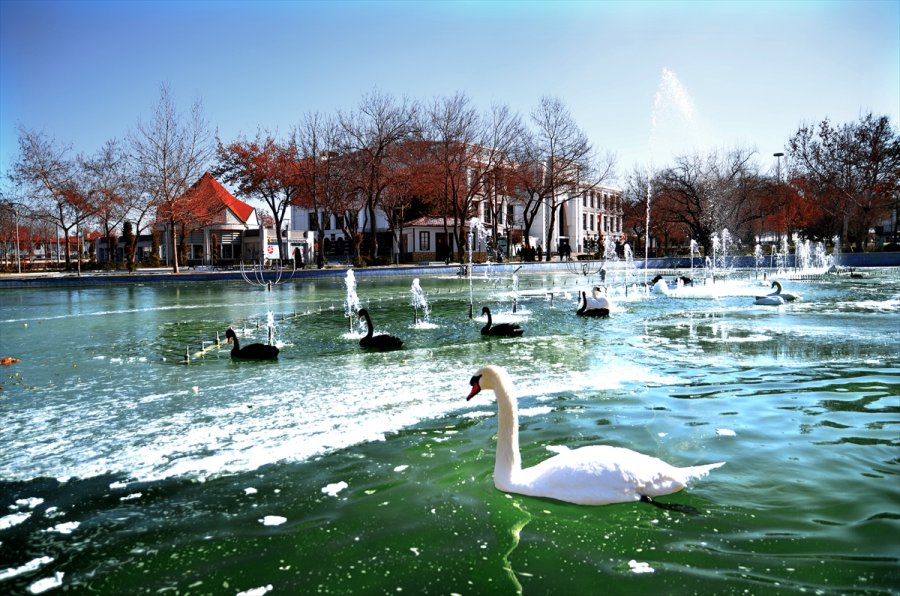 Konya'da Kuğular Buz Tutan Havuzda Güzel Görüntüler Oluşturdu