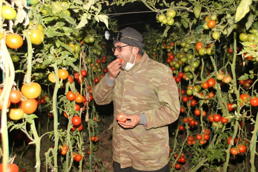 Mersin'de Domates Üreticileri Seralarında 