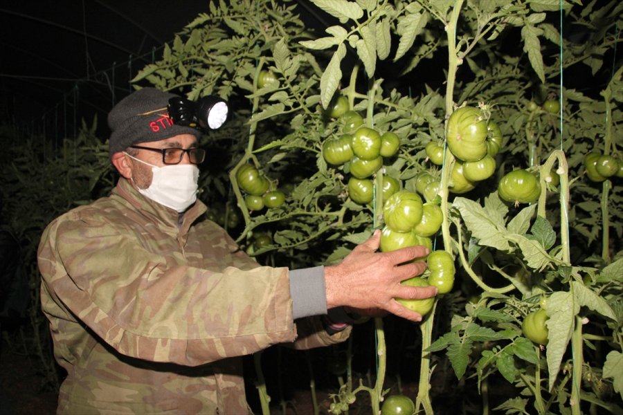 Mersin'de Domates Üreticileri Seralarında 
