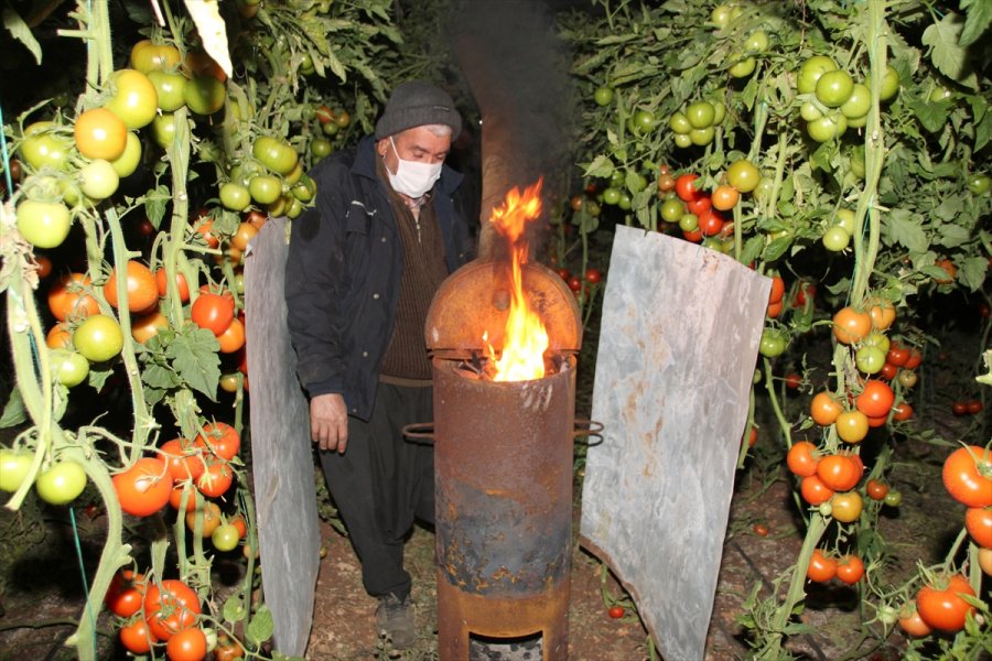 Mersin'de Domates Üreticileri Seralarında 