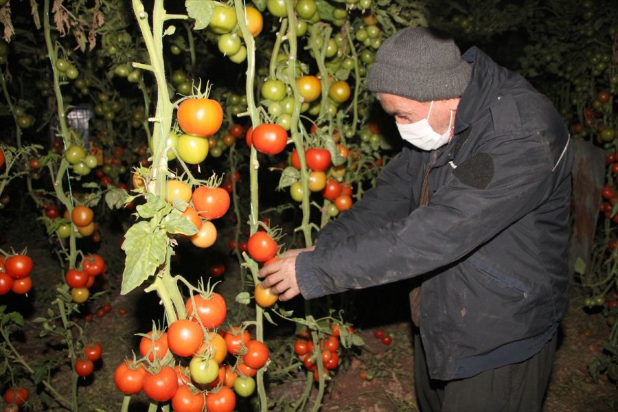 Mersin'de Domates Üreticileri Seralarında 