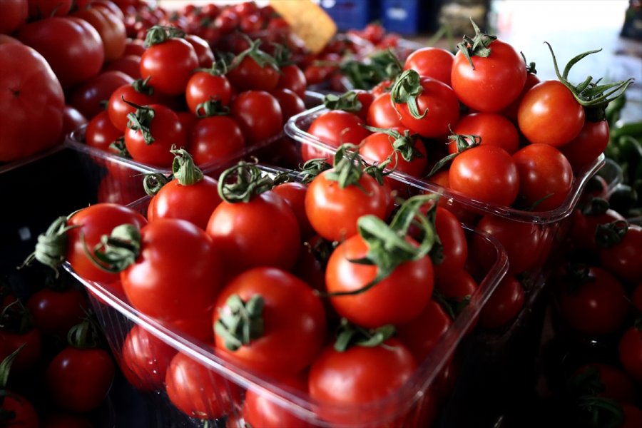 Rusya'nın Türkiye'den Domates İthalatında Kotayı Artırma Kararı, Sektör Temsilcilerinin Yüzünü Güldürdü
