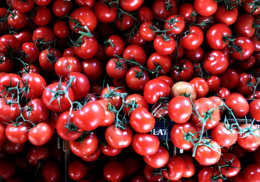 Rusya'nın Türkiye'den Domates İthalatında Kotayı Artırma Kararı, Sektör Temsilcilerinin Yüzünü Güldürdü