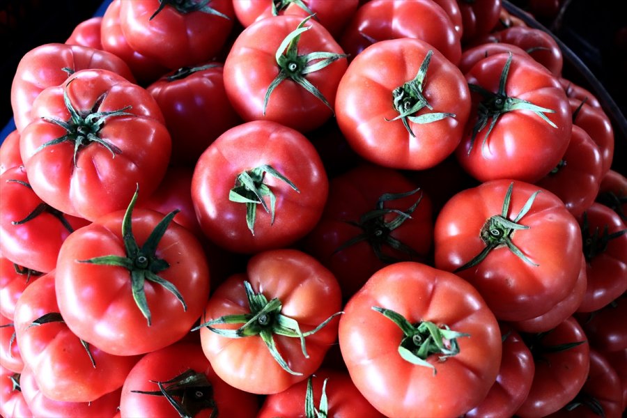 Rusya'nın Türkiye'den Domates İthalatında Kotayı Artırma Kararı, Sektör Temsilcilerinin Yüzünü Güldürdü