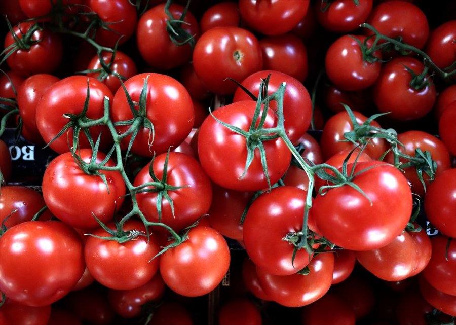 Rusya'nın Türkiye'den Domates İthalatında Kotayı Artırma Kararı, Sektör Temsilcilerinin Yüzünü Güldürdü