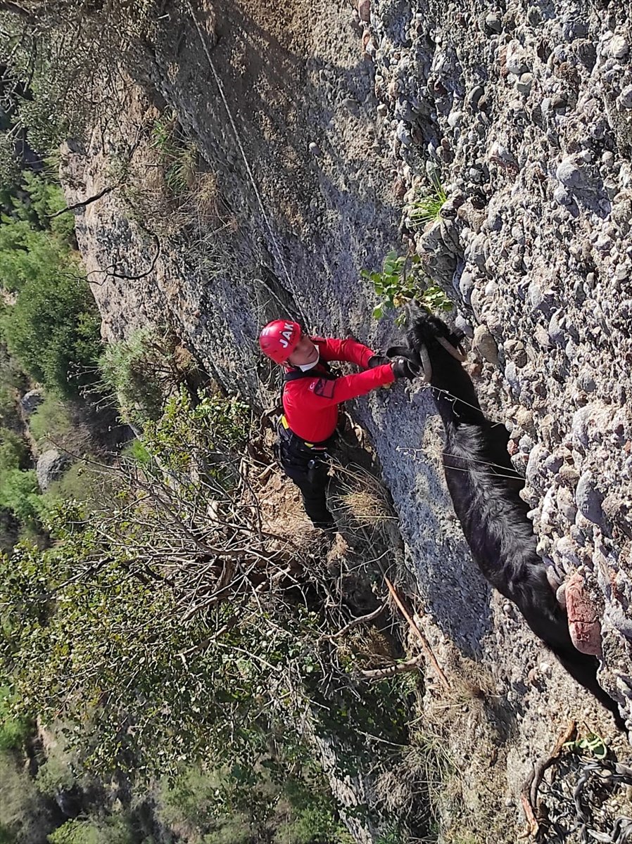 Antalya'da Uçurumda Mahsur Kalan 3 Keçiyi Jandarma Kurtardı