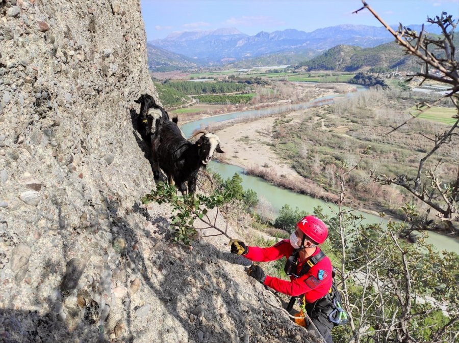 Antalya'da Uçurumda Mahsur Kalan 3 Keçiyi Jandarma Kurtardı