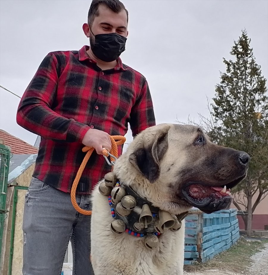 Konyalı Hayvansever, Boz Çoban Köpeği