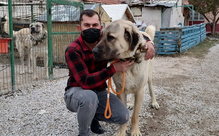 Konyalı Hayvansever, Boz Çoban Köpeği