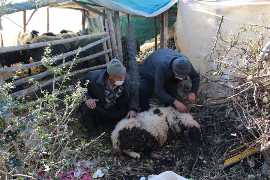 Mersin'de Ahıra Giren 2 Pitbull Koyun Ve Kuzuları Telef Etti