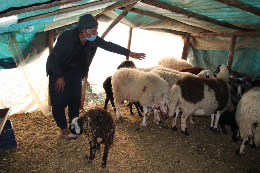Mersin'de Ahıra Giren 2 Pitbull Koyun Ve Kuzuları Telef Etti