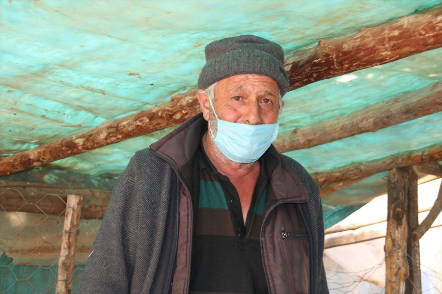 Mersin'de Ahıra Giren 2 Pitbull Koyun Ve Kuzuları Telef Etti