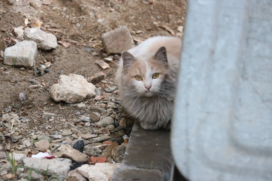 Beyşehir'de Çatıda Mahsur Kalan Kedi Kurtarıldı