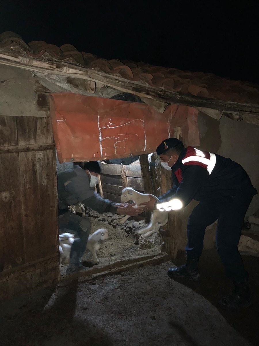 Eskişehir'de Arazide Unutulmuş Donmak Üzere 3 Kuzu İle Kanadı Kırık Şahini Jandarma Kurtardı