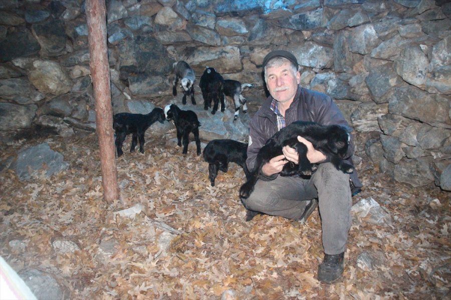 Sarıkeçili Yörükler'in Oğlak Besleme Telaşı Başladı