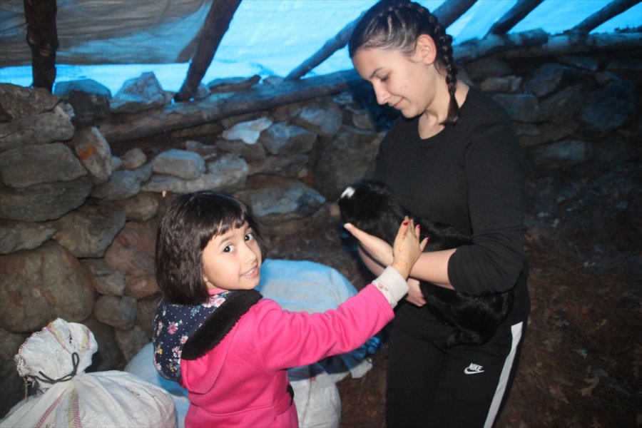 Sarıkeçili Yörükler'in Oğlak Besleme Telaşı Başladı