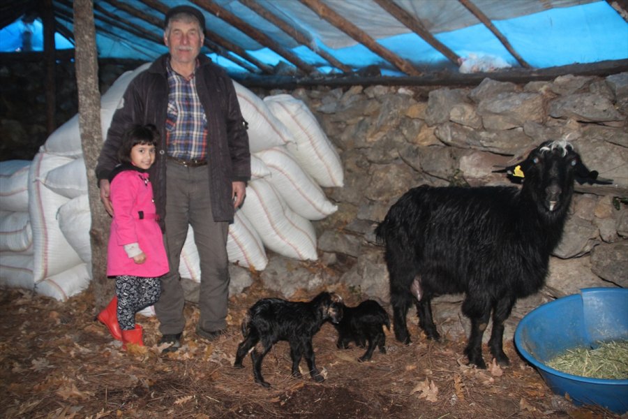 Sarıkeçili Yörükler'in Oğlak Besleme Telaşı Başladı