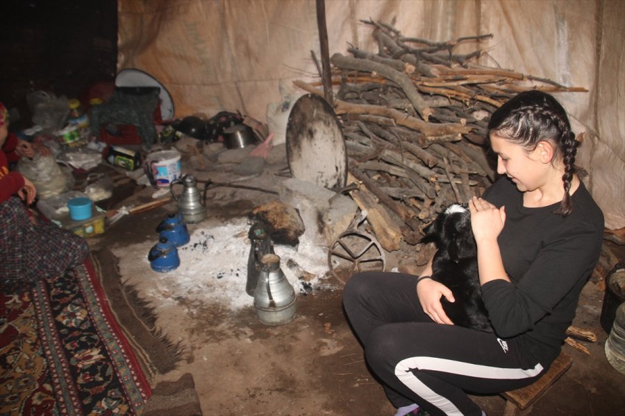 Sarıkeçili Yörükler'in Oğlak Besleme Telaşı Başladı