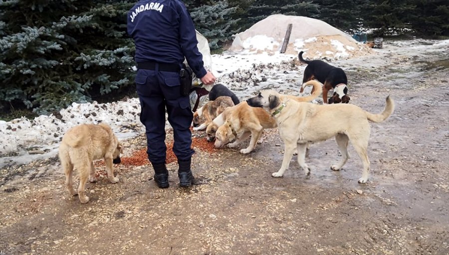 Nallıhan'da Jandarma Ekiplerinden Sokak Hayvanlarına Yem