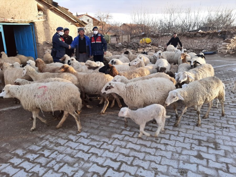 Konya'da Çalınan 124 Küçükbaş Hayvandan 99'u Sahibine Teslim Edildi