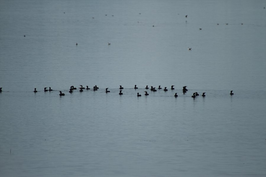Konya'daki Göllerde Su Kuşu Sayımı Yapıldı