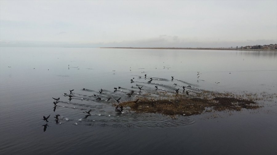 Konya'daki Göllerde Su Kuşu Sayımı Yapıldı