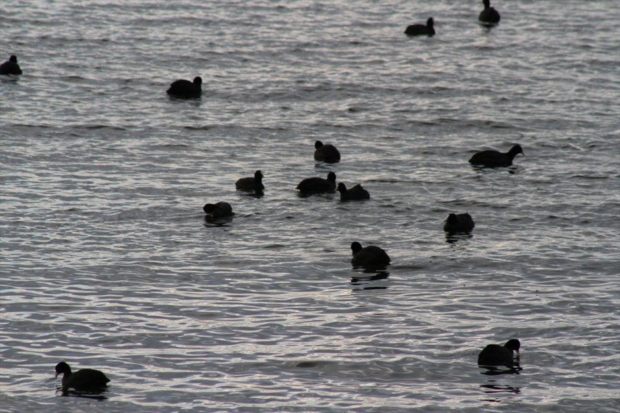 Konya'daki Göllerde Su Kuşu Sayımı Yapıldı