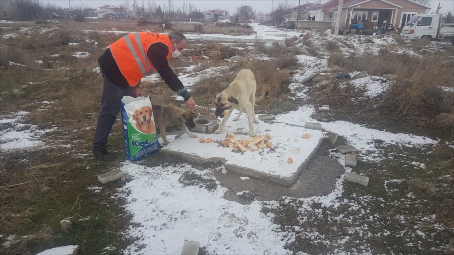 Akşehir Belediyesi'nden Sokak Hayvanlarına Yiyecek Desteği