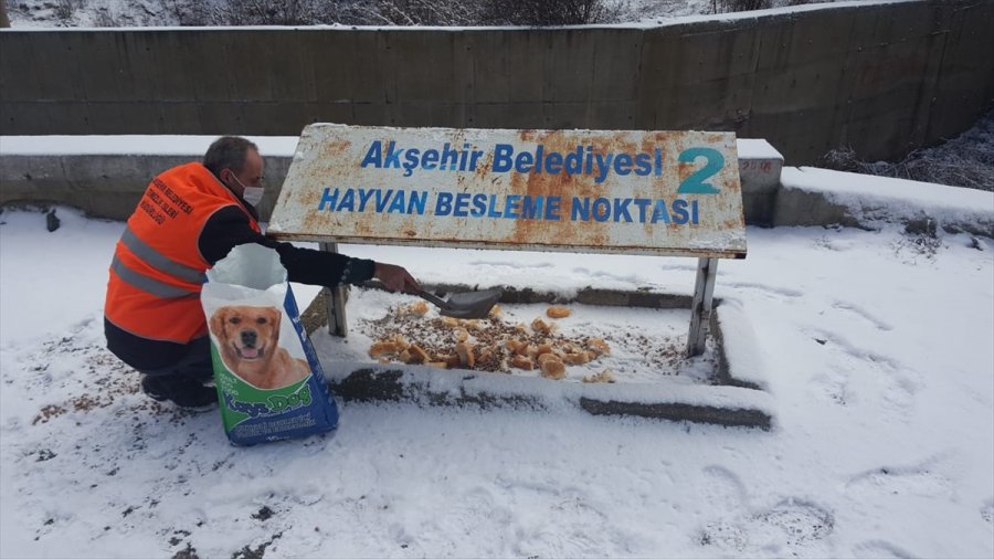 Akşehir Belediyesi'nden Sokak Hayvanlarına Yiyecek Desteği