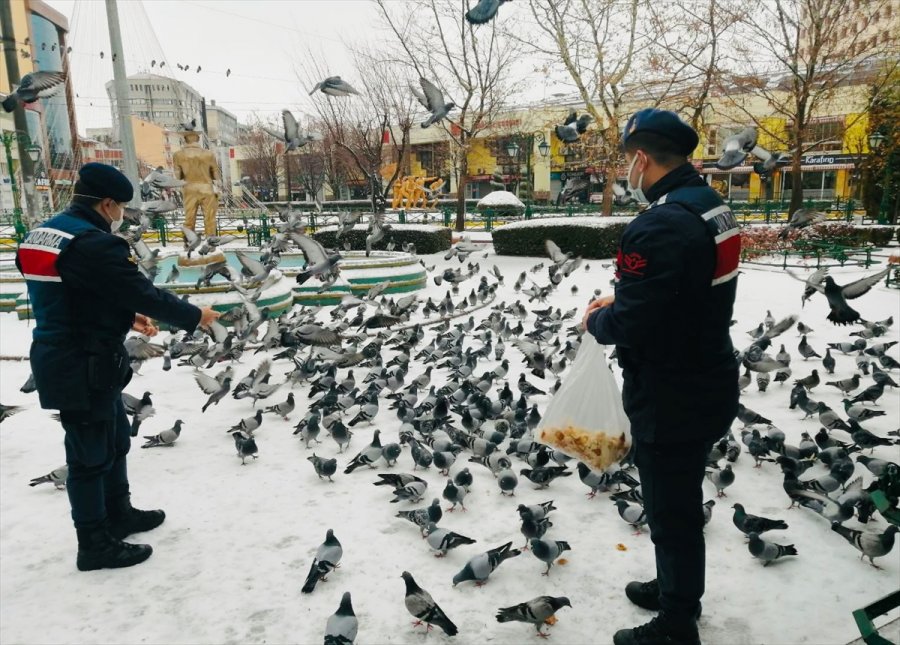 Eskişehir'de Sokak Hayvanları Kısıtlamada Unutulmadı