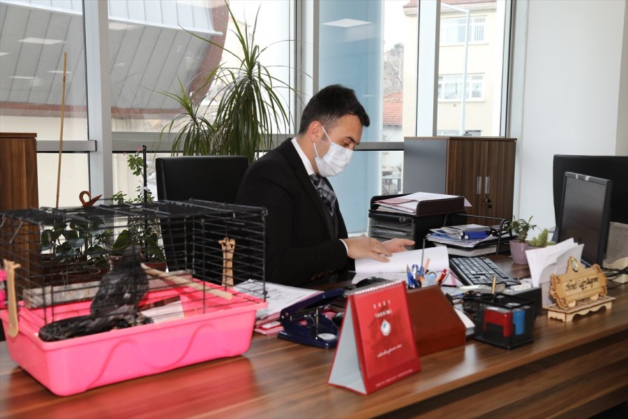 Ankara'da Zabıta Personeli, Evinin Bahçesinde Bulduğu Güvercin Yavrusuna Sahip Çıktı