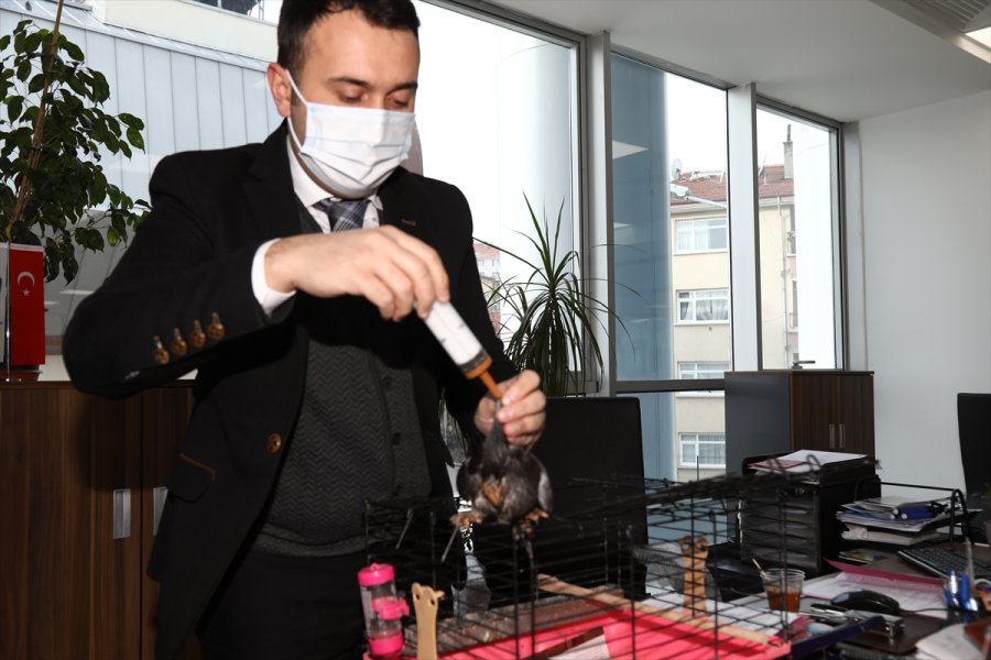 Ankara'da Zabıta Personeli, Evinin Bahçesinde Bulduğu Güvercin Yavrusuna Sahip Çıktı