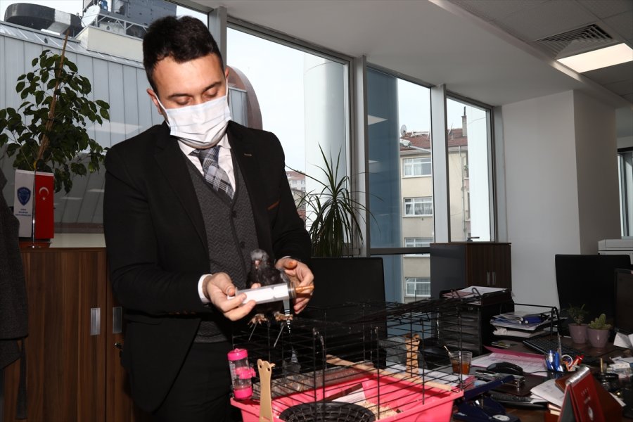 Ankara'da Zabıta Personeli, Evinin Bahçesinde Bulduğu Güvercin Yavrusuna Sahip Çıktı