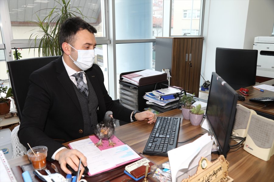 Ankara'da Zabıta Personeli, Evinin Bahçesinde Bulduğu Güvercin Yavrusuna Sahip Çıktı