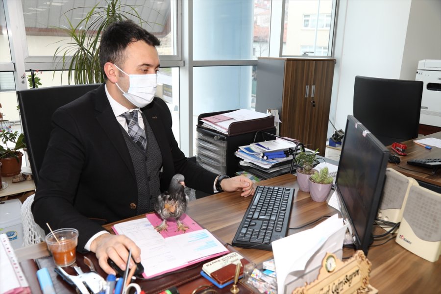 Ankara'da Zabıta Personeli, Evinin Bahçesinde Bulduğu Güvercin Yavrusuna Sahip Çıktı