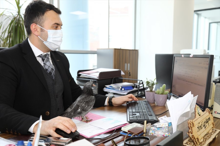 Ankara'da Zabıta Personeli, Evinin Bahçesinde Bulduğu Güvercin Yavrusuna Sahip Çıktı