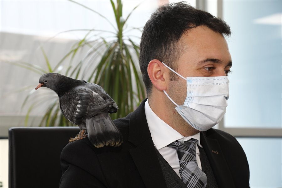 Ankara'da Zabıta Personeli, Evinin Bahçesinde Bulduğu Güvercin Yavrusuna Sahip Çıktı